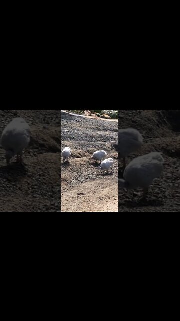 Beautiful lavender baby keets free ranging