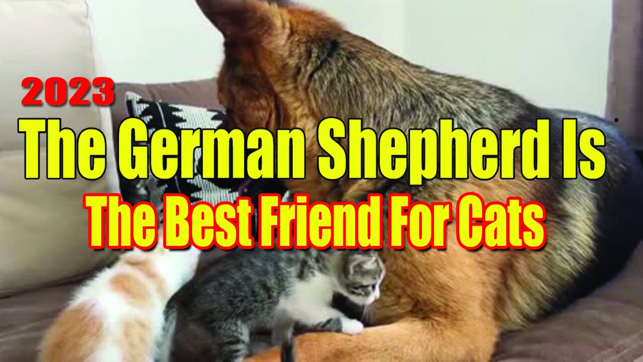 The German Shepherd is the Best Friend for Cats 2021 kkj