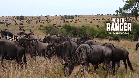 Migrating Herds Cover The Plains | Lalashe Maasai Mara Safari