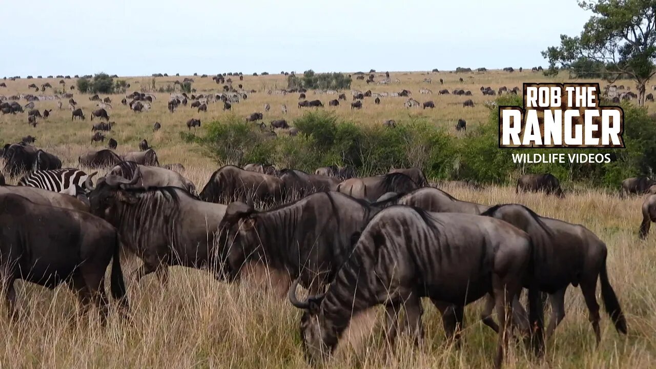 Migrating Herds Cover The Plains | Lalashe Maasai Mara Safari