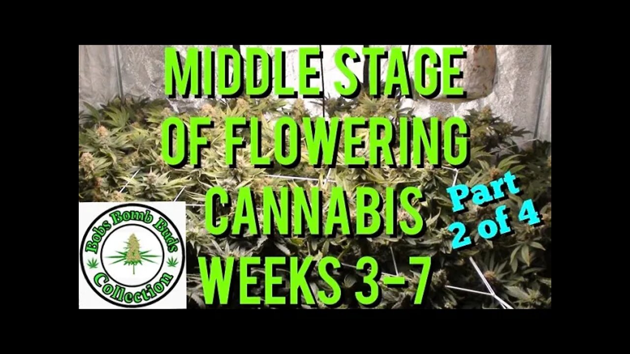 Cannabis, What To Do During The Middle Stage of Flower Weeks 3-7 (part 2 of 4)