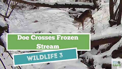 Pixcams.com Wildlife Cam 3