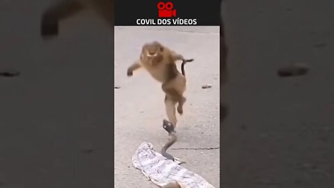 coitado do macaco 😂😂