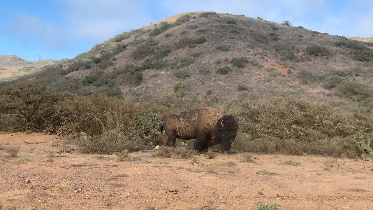 Lonely Buffalo-Not, Jerkey-happy buffalo, man in heat.