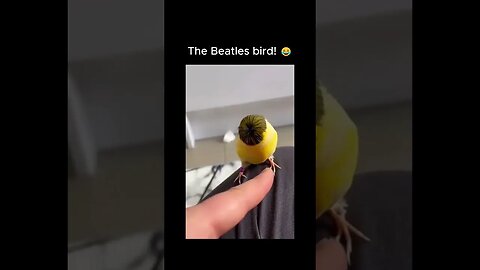 Ahh is that the Edgar haircut on a bird! 😂