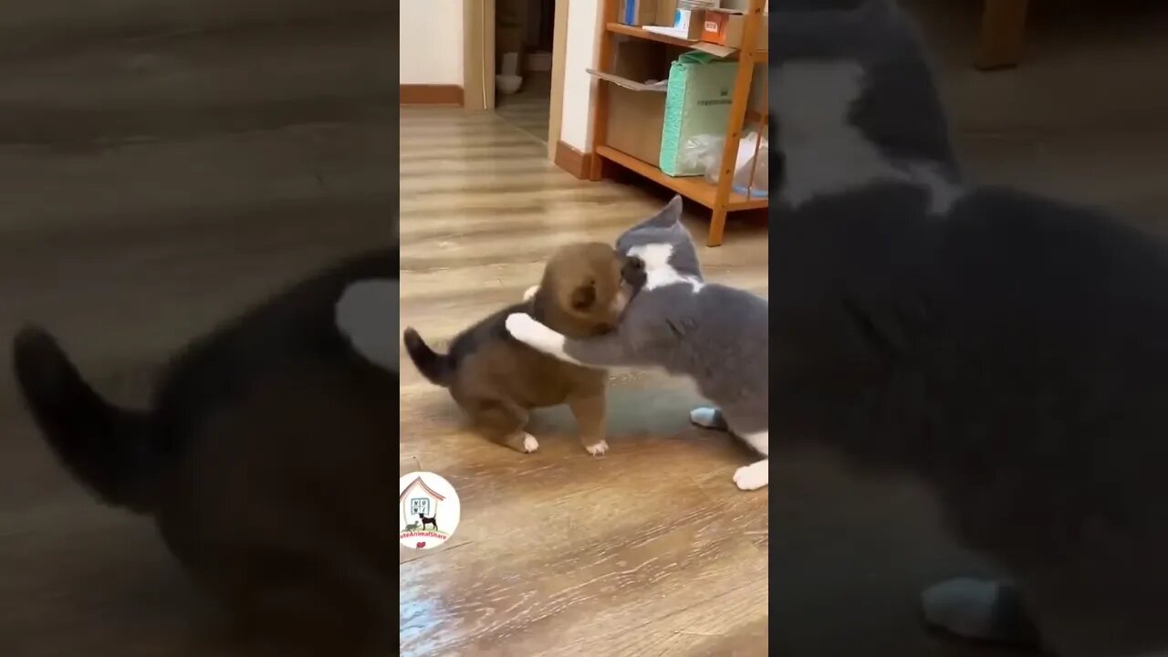 Funny fights Duck and Cat #funny #shorts (720p)