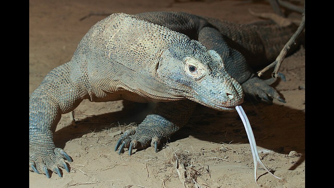 dangerous lizards in Home | very dangers lizards