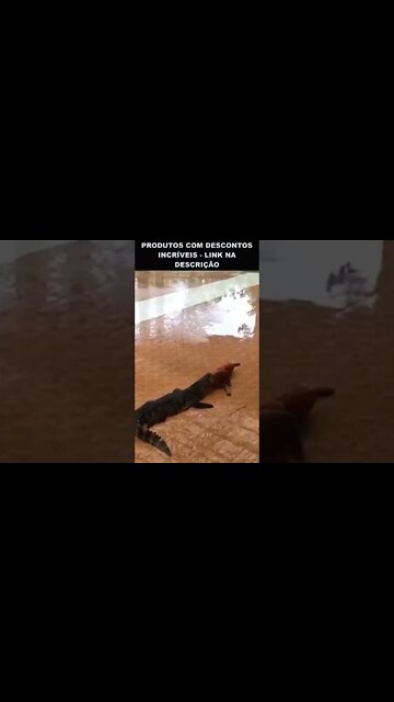 escorregando direto para boca do jacaré