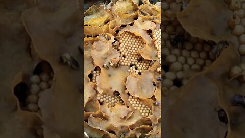 Esta abelha sem ferrão faz muitas posturas 🐝🙂 #shorts