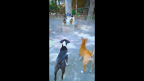 funny animal video