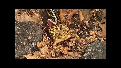 Garter snake eating frog-short version (link to full video in description)