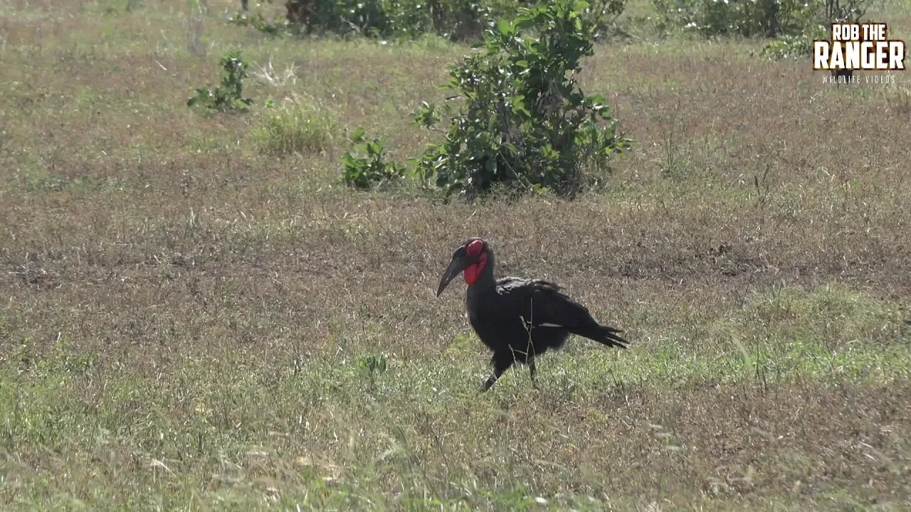 Southern Ground Hornbill | Kruger National Park