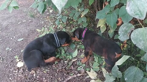 Faye & Eddie Getting Accustomed To The Property. Lil' Eddie - Most Muscular Pup, I Have Encountered.