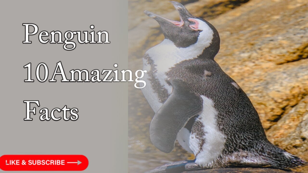 10 Interesting Facts about Penguins