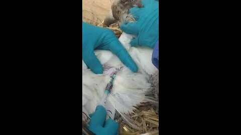 First bird flu case in a child in the US confirmed in California