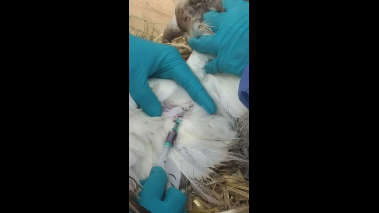 First bird flu case in a child in the US confirmed in California