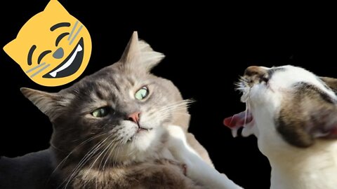 Best Funniest Pet Videos - Best Funny Animal Videos - Funny Cats and Dogs - Compilation! #30