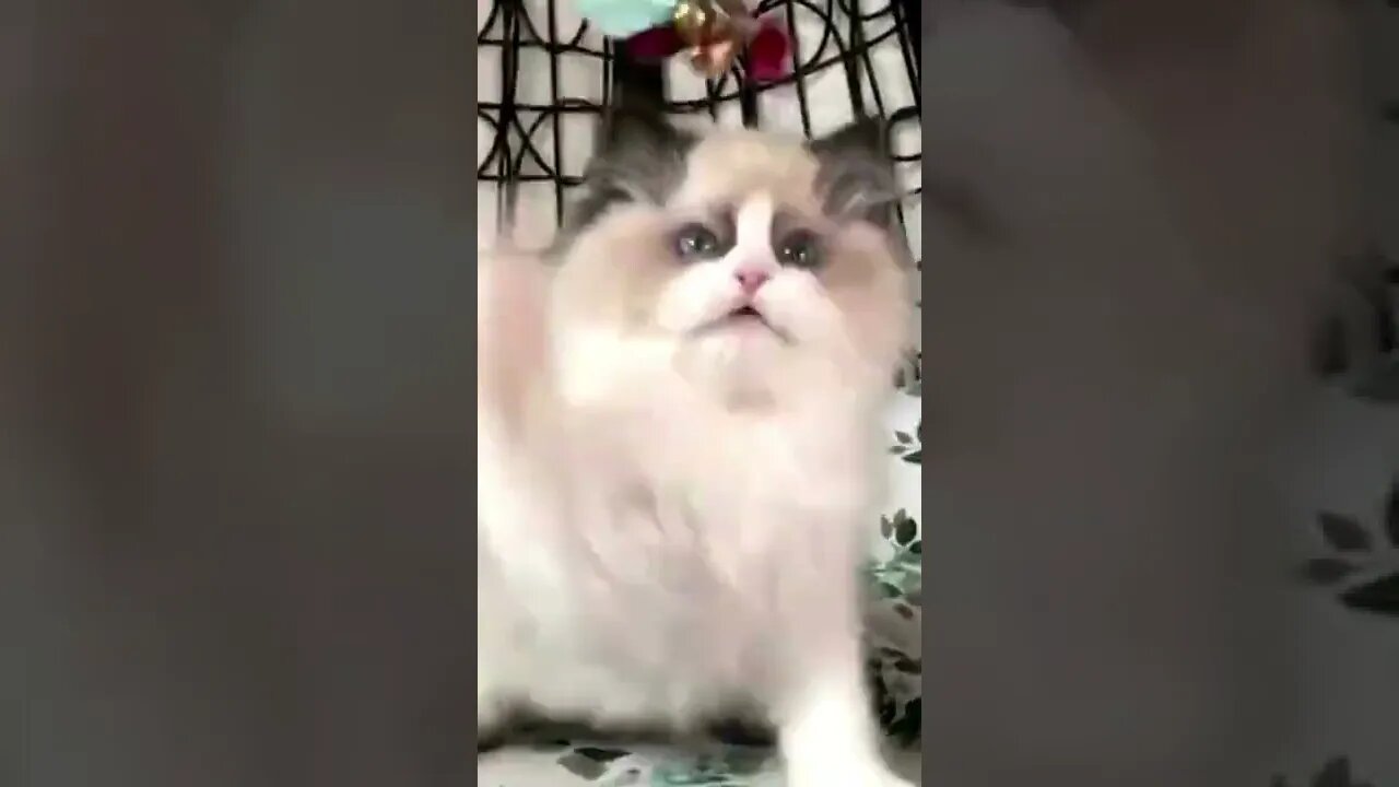 Ragdoll cat play with feather, Funny cute cats, #Shorts ,Cute kitten ,Funny Cute Pets Lovers