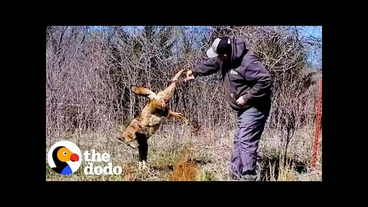 Coyote Waits Patiently For Guy To Free Him From Fence