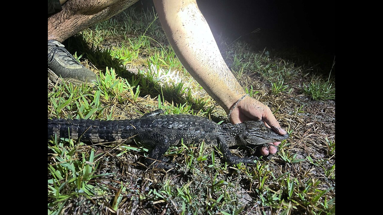 WATCH ME CATCH THIS BABY ALLIGATOR AT A PRIVATE POND❗️