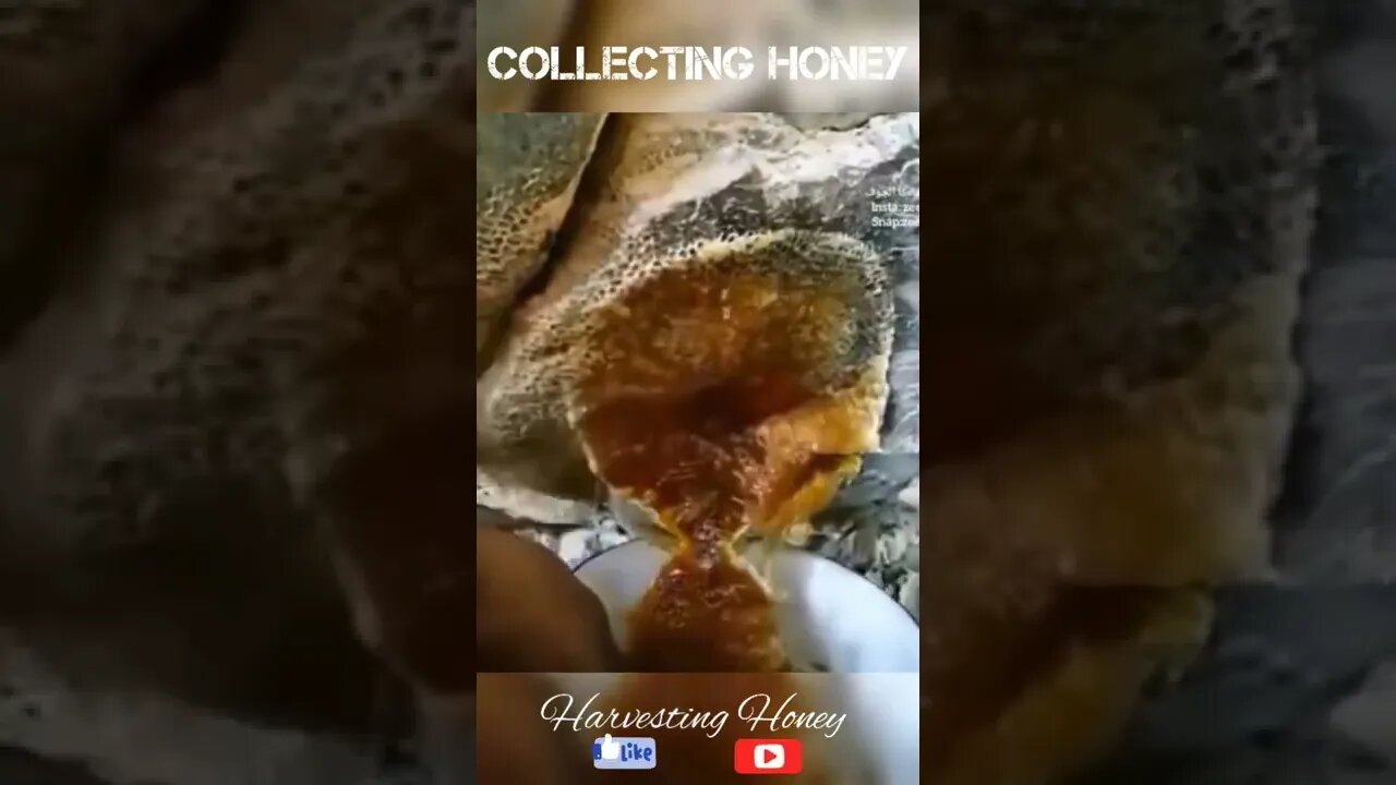 Harvesting Honey!😋🥰#honey #viral #shorts #foryou #fyp