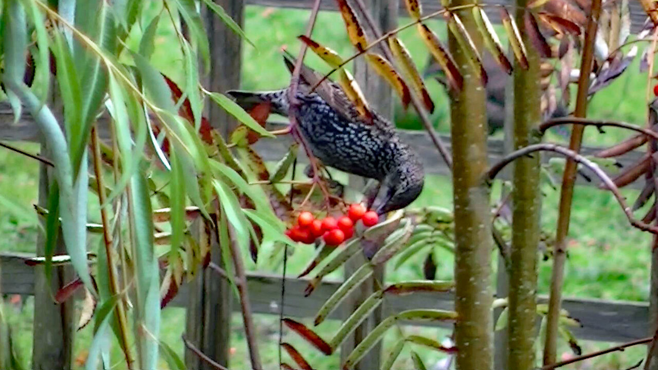 IECV NV #724 - 👀 House Sparrows🐤, Starlings🐤, And The Northern Flicker🐦 10-21-2018