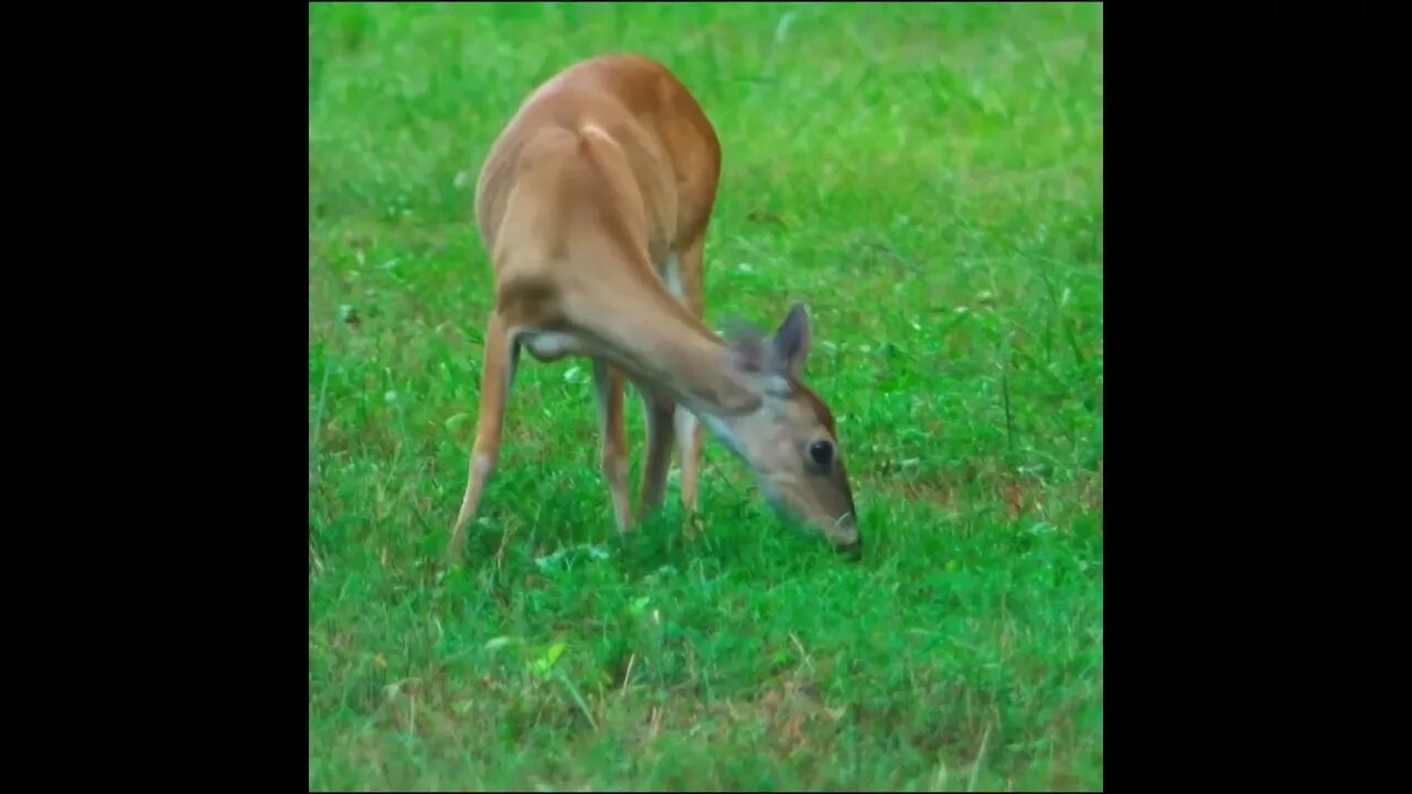 doe in the grass