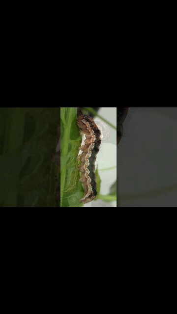 #33 Vírus transforma lagartas em zumbis #shorts