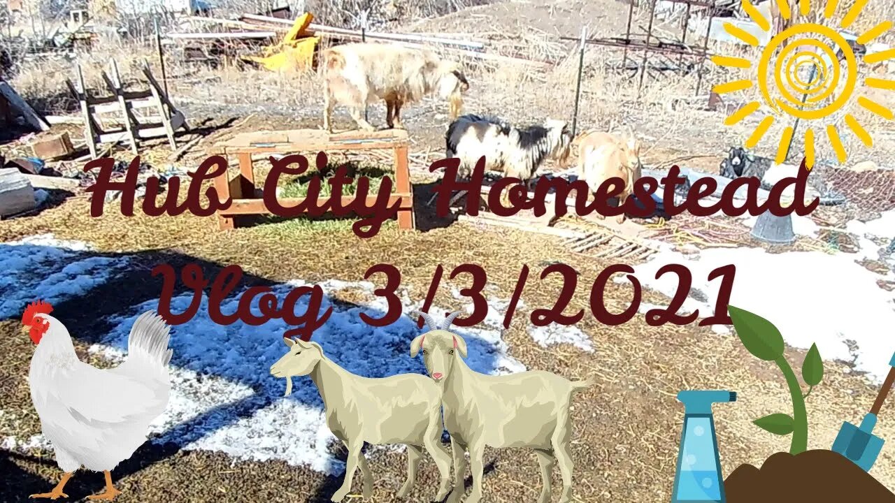 Vlog 03/03/2021 ~ Goats, Gardens, Chickens ~~Oh, My!