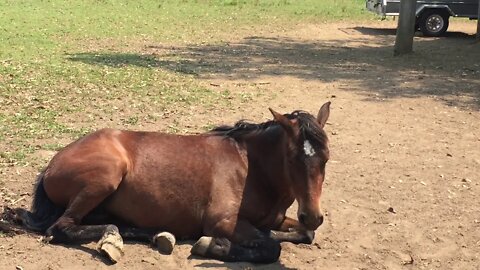 Ava lying in the midday sun - Dyani photo bombing the video and Halo checking things out