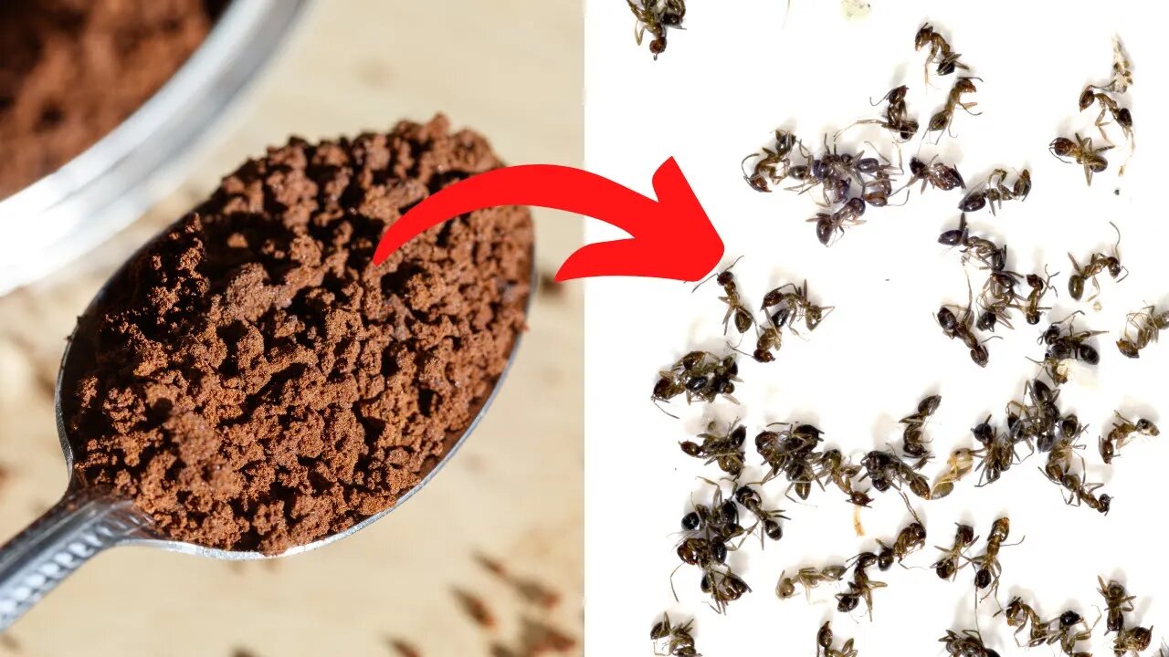 All You Need Is Instant Coffee To Keep Away Ants, Mosquitoes And Flies