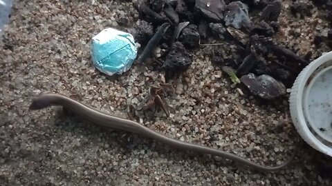 FEEDING A LITTLE BROWN SKINK (10/03/23) 🎶