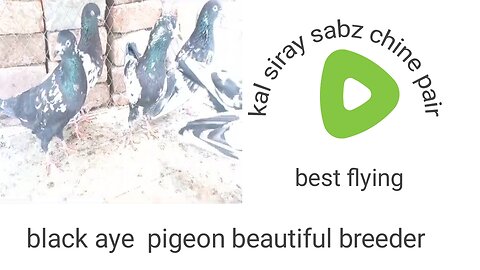 Beautiful pigeon breeder pair best flying