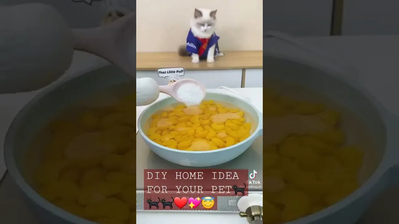 DIY HOME IDEA FOR YOUR PET.💖💖💖👩‍⚕️😇