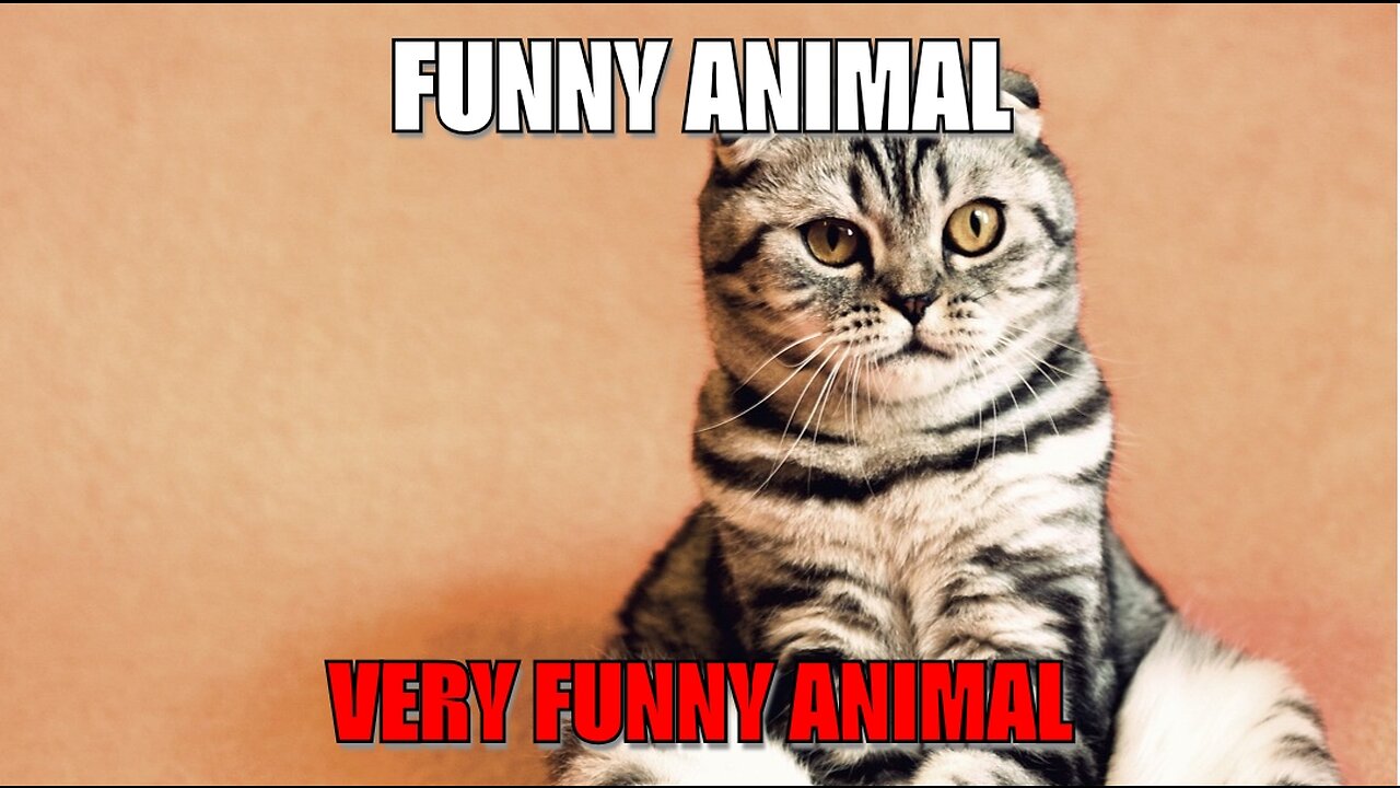 The Hilarious Antics of Animals: Prepare to Laugh Out Loud