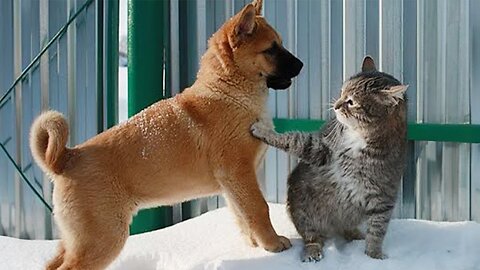 DON'T miss THE FUNNIEST VIDEOS EVER! Funny Cats and Dogs Moment