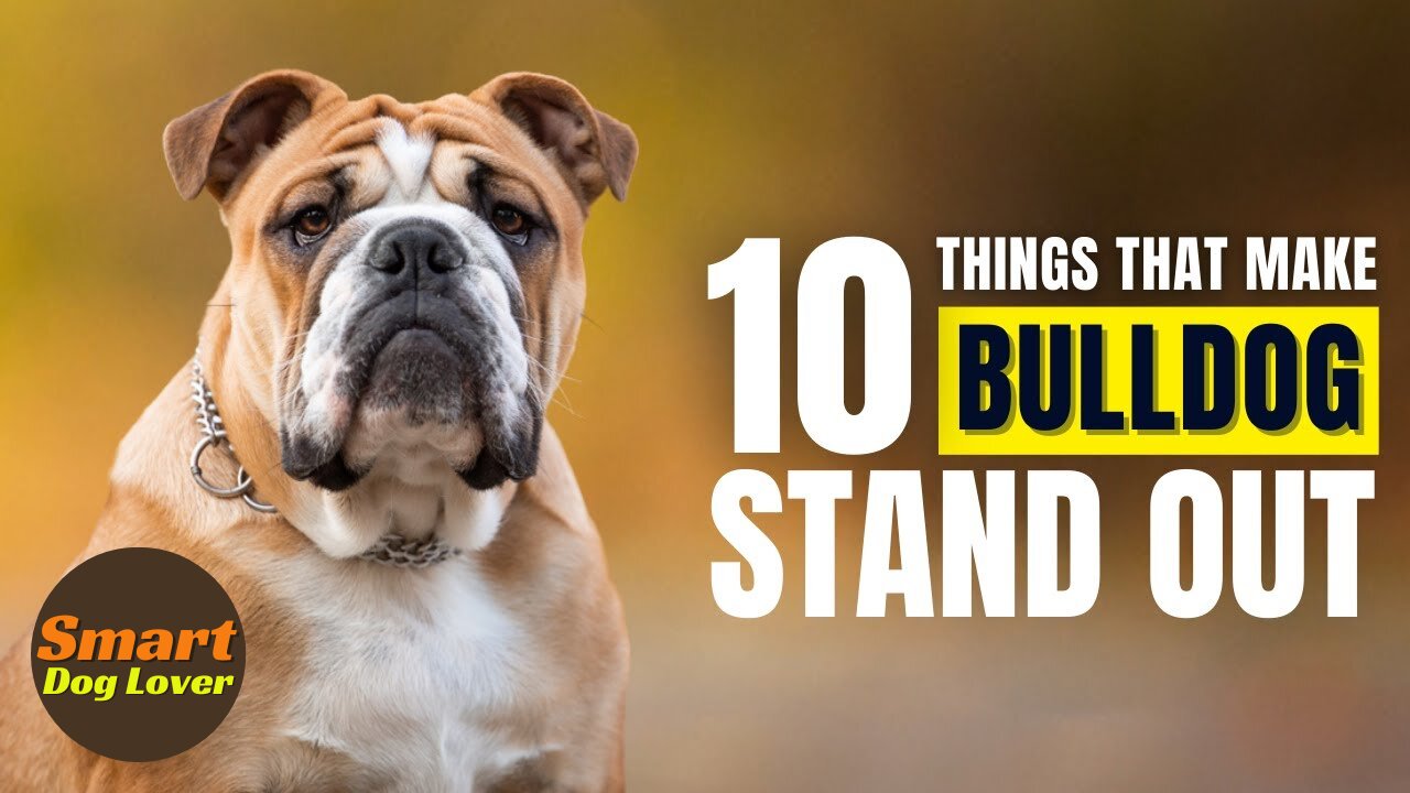 10 Things That Make a Bulldog Stand Out | Dog Training Tips