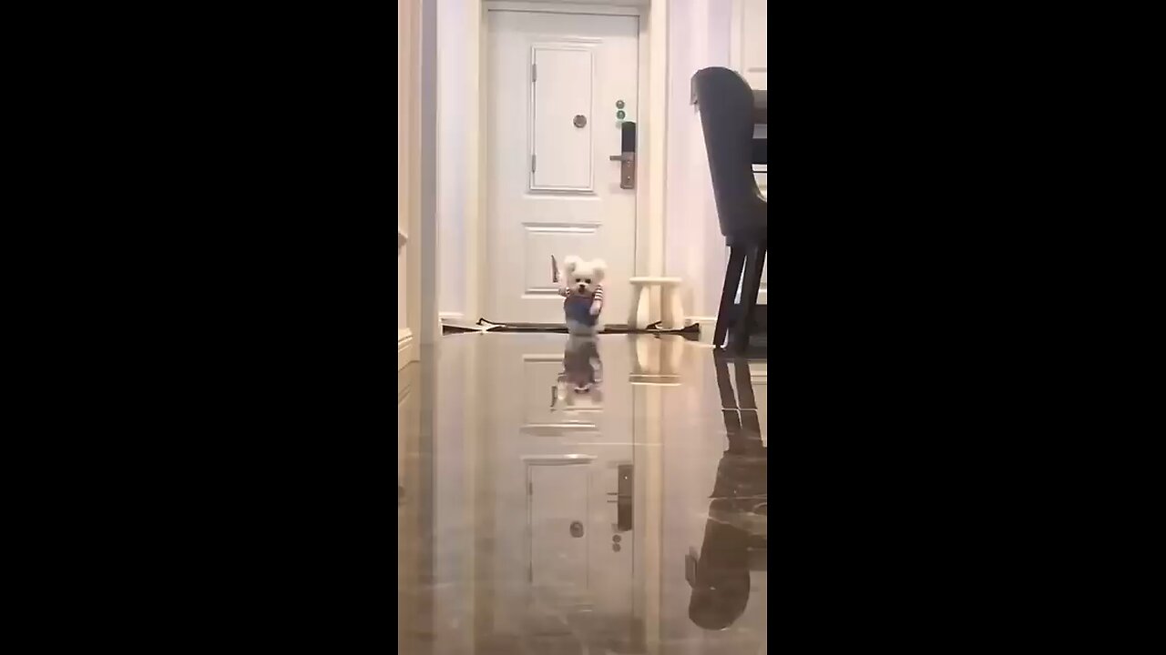 fun cute animal videos