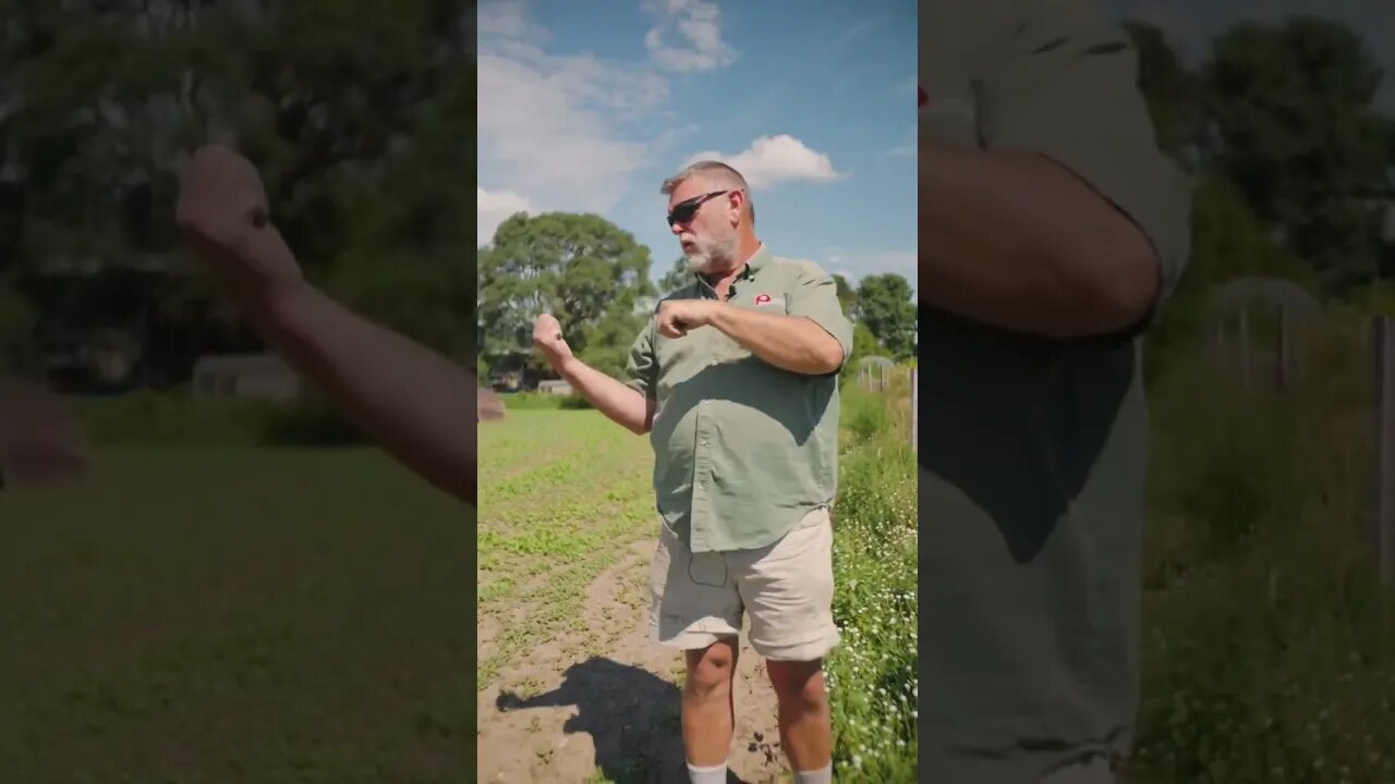 Rotational grazing your pig field?! #homestead #homesteading #pigs