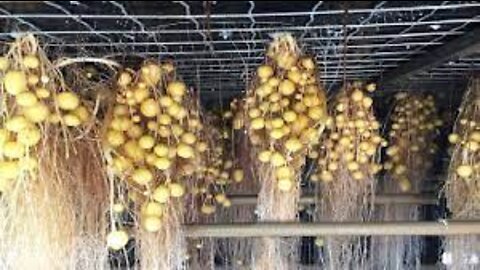 Modern Potato Agriculture Technology - Aeroponics Potato Farming - Potato Chip Process Factory