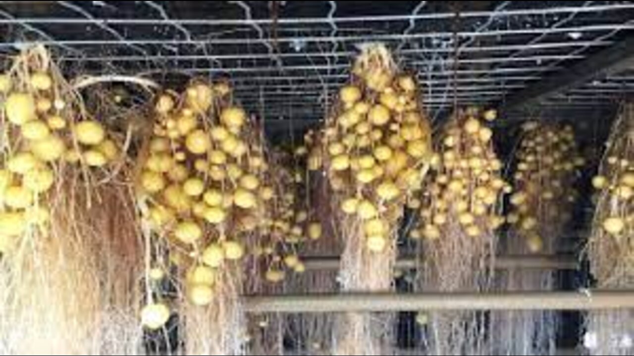 Modern Potato Agriculture Technology - Aeroponics Potato Farming - Potato Chip Process Factory