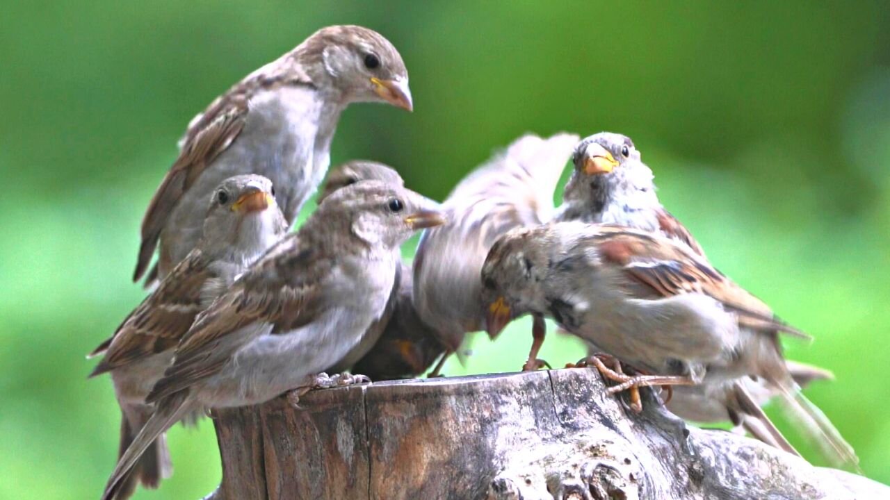 Sparrow Female Feeding Frenzy no Males Allowed