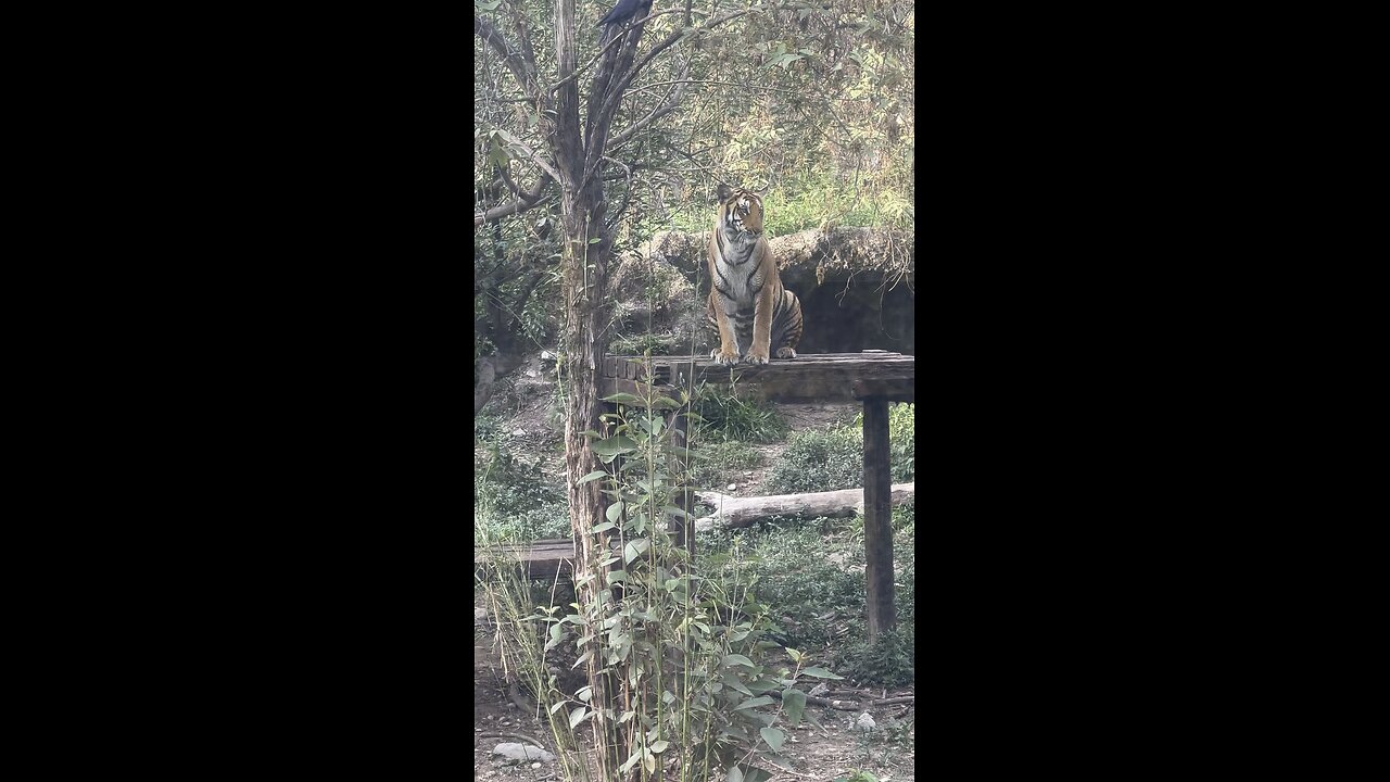 Tiger spotted at central zoo Kathmandu …