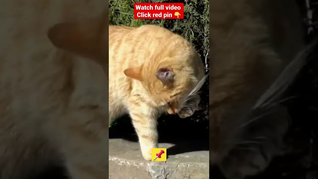 cute cat videos 😹funny videos 😂1258😻#shorts #catvideos #funnycatsvideos #cat
