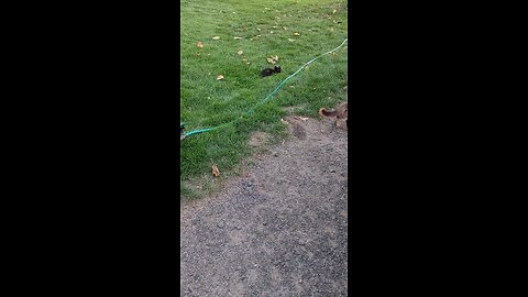 The Adventures of Bella and Mischief pt 2