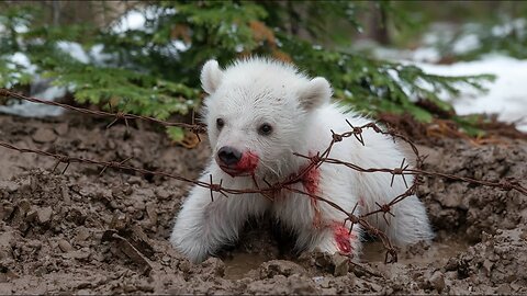 A monkey stops an old man’s car to save an injured baby polar bear caught in barbed wire..