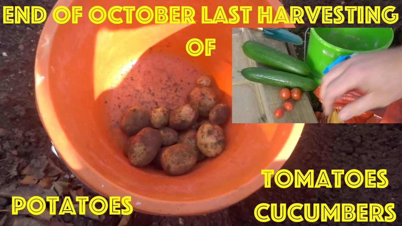 End Of October Last Organic Harvesting Of Cucumbers, Tomatoes & Potatoes. Only a handful of each...