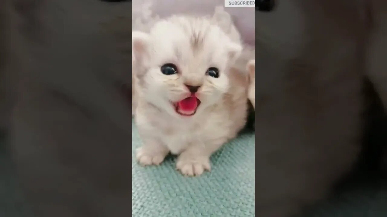 cute cat videos 😹 funny videos 😂 603 😻