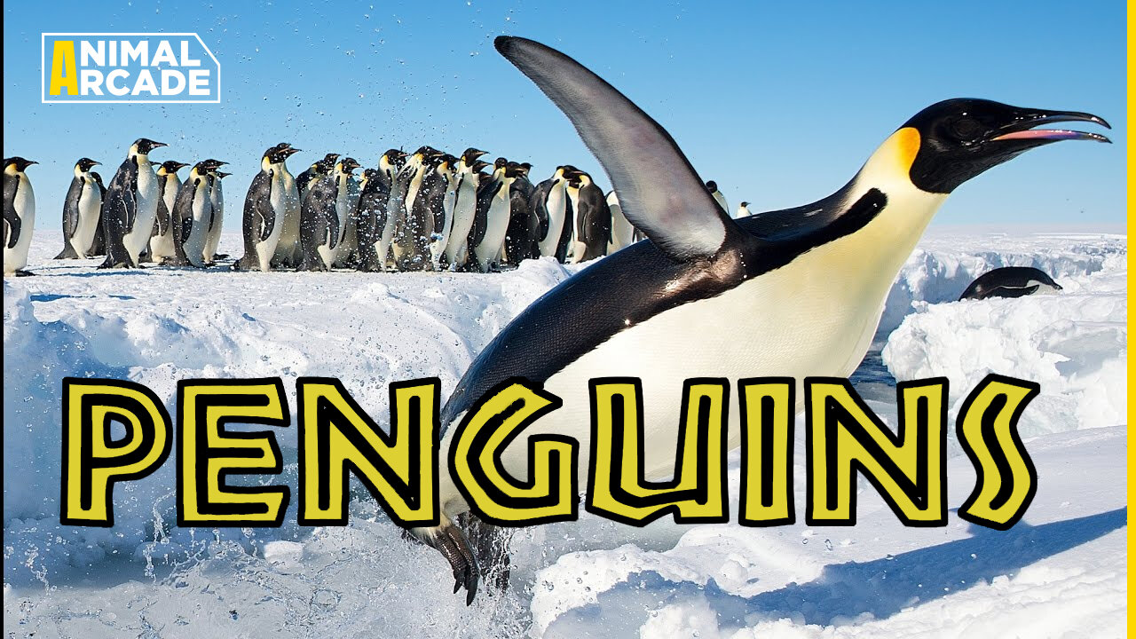 The Incredible Penguin Journey