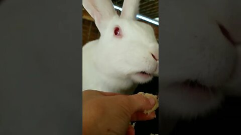 #cuteanimals #farmanimals #bunnies #rabbits #homesteading #homesteadlife #farm #farmlife